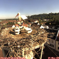 08_25-nest.jpg