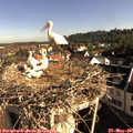 08_30-nest.jpg