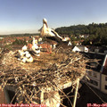 08_35-nest.jpg