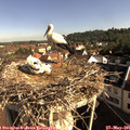 08_40-nest.jpg