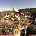 08_45-nest.jpg