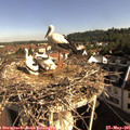 08_50-nest.jpg