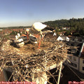 08_55-nest.jpg