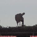 09_00-mast.jpg