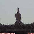09_10-mast.jpg