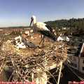 09_10-nest.jpg