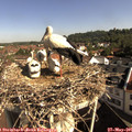 09_15-nest.jpg