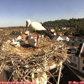 09_20-nest.jpg