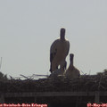 09_25-mast.jpg