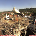 09_25-nest.jpg