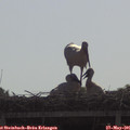 09_30-mast.jpg