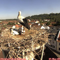 09_35-nest.jpg