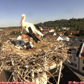 09_40-nest.jpg