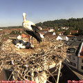 09_45-nest.jpg
