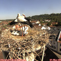 09_50-nest.jpg