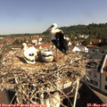 09_55-nest.jpg