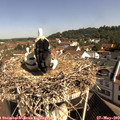 10_00-nest.jpg