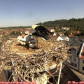 10_10-nest.jpg