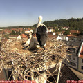 10_15-nest.jpg