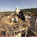 10_20-nest.jpg