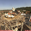 10_35-nest.jpg
