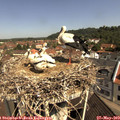10_40-nest.jpg