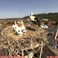 10_45-nest.jpg