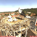 10_50-nest.jpg