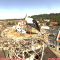 10_55-nest.jpg