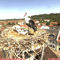 11_00-nest.jpg