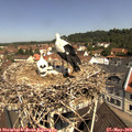 11_05-nest.jpg