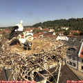 11_10-nest.jpg
