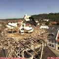 11_15-nest.jpg