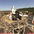 11_20-nest.jpg