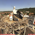 11_25-nest.jpg