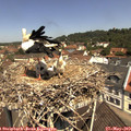 11_30-nest.jpg