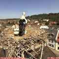 11_35-nest.jpg