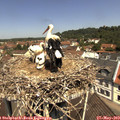 11_40-nest.jpg
