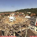 11_45-nest.jpg