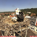 11_50-nest.jpg