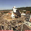 11_55-nest.jpg