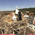 12_00-nest.jpg