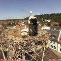 12_05-nest.jpg