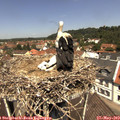 12_10-nest.jpg