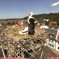12_15-nest.jpg