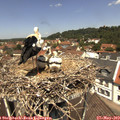 12_20-nest.jpg