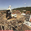 12_25-nest.jpg