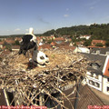 12_30-nest.jpg