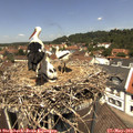 12_35-nest.jpg