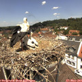 12_40-nest.jpg